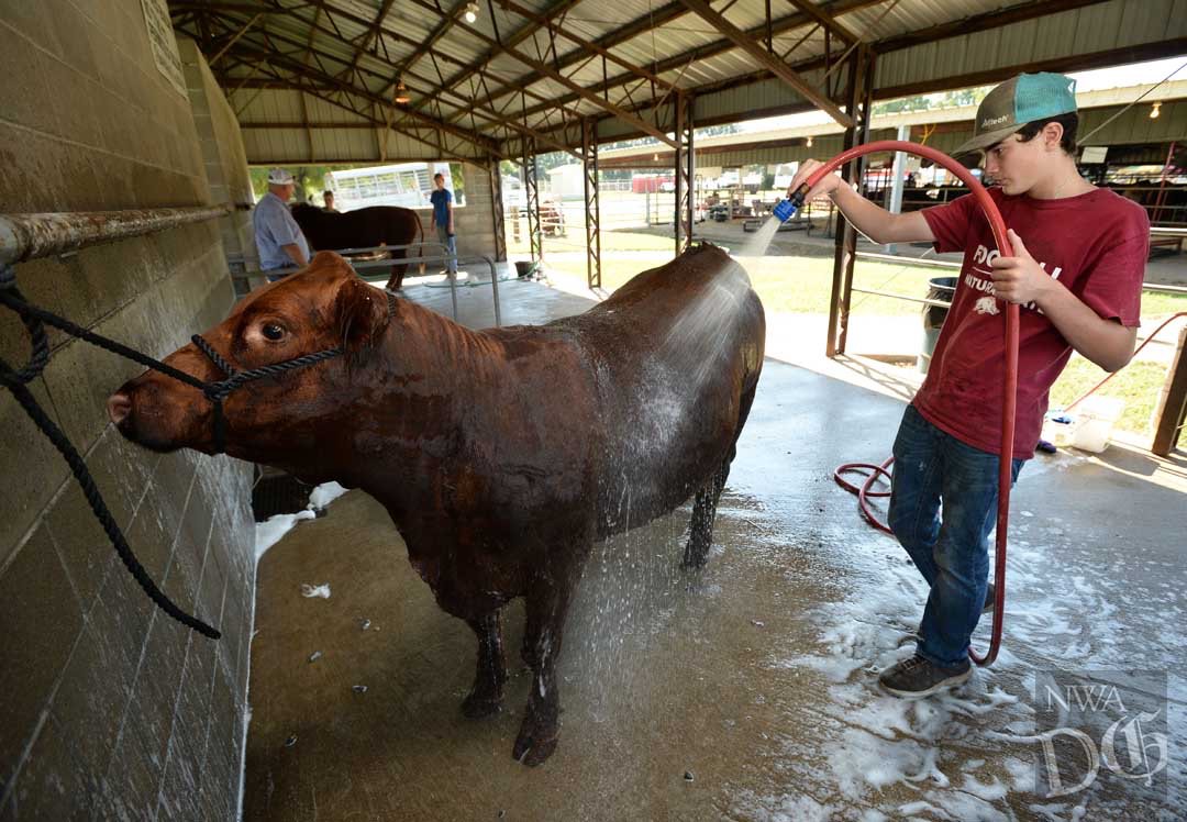 NWADemGazPhotos's tweet photo. We're keeping cool at @MyWashCoFair. $2 admission with a canned food item today. The midway opens at 5 p.m. @nwademgaz https://t.co/F6ITbSwIEF