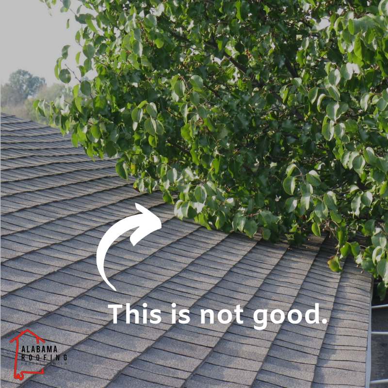 alroofpros's tweet photo. Layers of asphalt and gravel can be stripped off when tree branches scrape against your shingles. Keep your limbs trimmed and clear from your roof.🌳👍 #rooftips #roofmaintenance #ALRoofingPros https://t.co/wh0X7JELo7