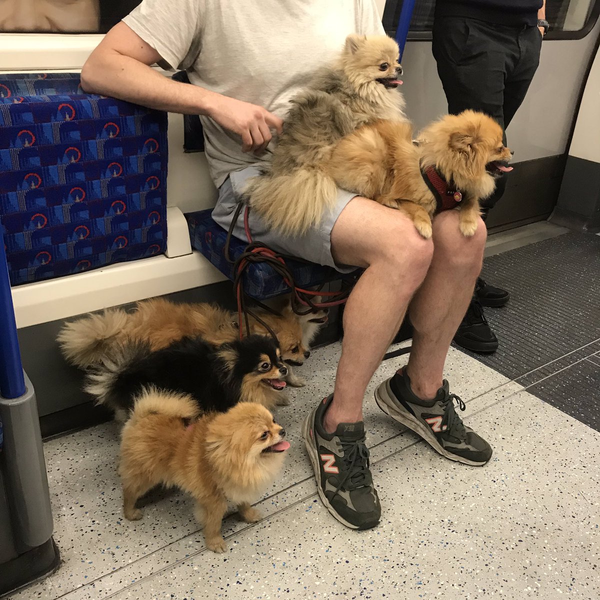 hannahtindle's tweet photo. Sometimes life is shit and then sometimes you get on the Tube and there’s a man with six miniature Pomeranians https://t.co/xgoDkD22sl