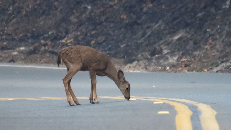 OurPublicLands's tweet photo. Today, @SGR4NM joins stakeholders from #CO and #NM to talk about how to conserve and enhance #wildlifecorridors in the West. Great time to re-read her Op-Ed in @thehill https://t.co/16uSWlF95F #CorridorSummit #ConnectedCorridors https://t.co/YGx2qpynn6