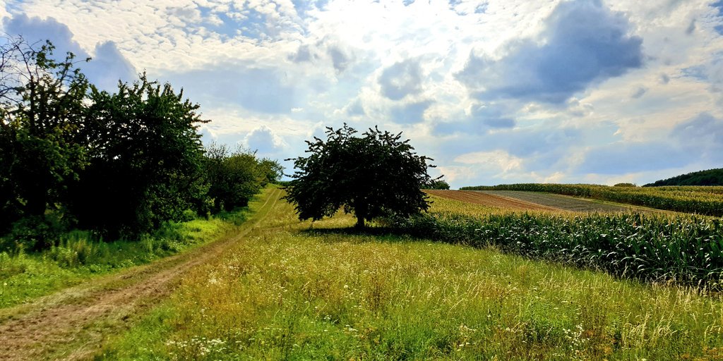 AliceVoetter's tweet photo. #ontheway #badsauerbrunntomattersburg @BurgenlandInfo - overgrown and not marked paths reminded me of #sutherlandtrail 😉 never thought hiking in #burgenland could be so exciting 👣👣 - and once again we haven't met a single soul! 👍 https://t.co/Kdk6Ny3cG5