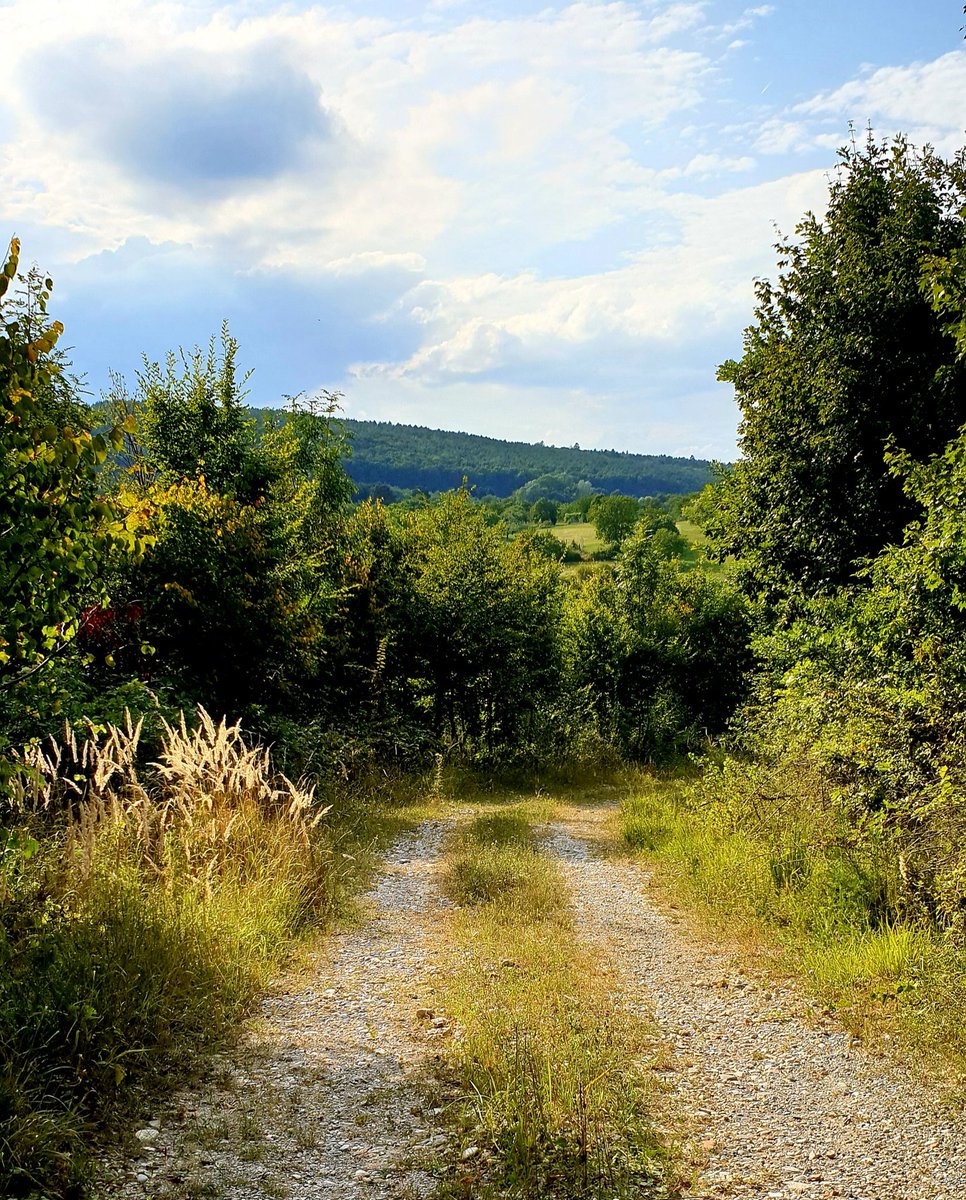 AliceVoetter's tweet photo. #ontheway #badsauerbrunntomattersburg @BurgenlandInfo - overgrown and not marked paths reminded me of #sutherlandtrail 😉 never thought hiking in #burgenland could be so exciting 👣👣 - and once again we haven't met a single soul! 👍 https://t.co/Kdk6Ny3cG5