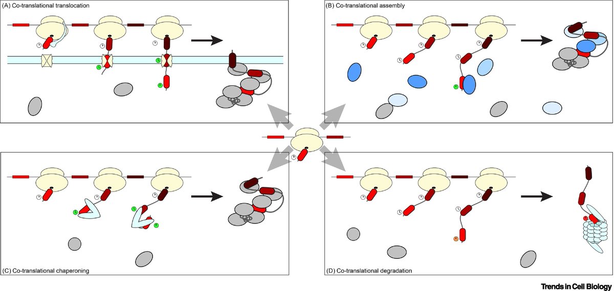 mmw_lmw's tweet photo. #Cotranslational Assembly of #ProteinComplexes | A Structural Review | Multiple Fates of Nascent Polypeptides | Martin Beck @embl @TrendsCellBio https://t.co/R3PmlHkGHV https://t.co/QA2JOgX4dT