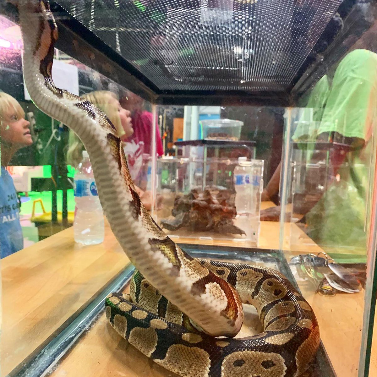 Who else is creeped out by spiders and reptiles 🙋🏽‍♀️