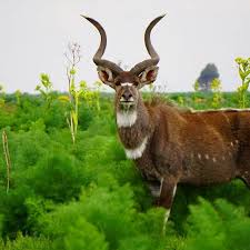 Muzeyen Turke (@muzeyenturke) on Twitter photo 