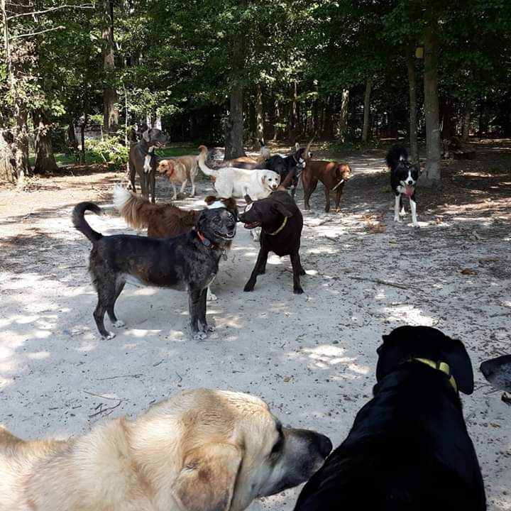 playwcpr's tweet photo. Today was a good day. Pups playing everywhere! 😍🐶 #funinthesun #Dog #dogsoftwitter #PupperPics #Puppers #doggiedaycare https://t.co/WIMQR7loOv
