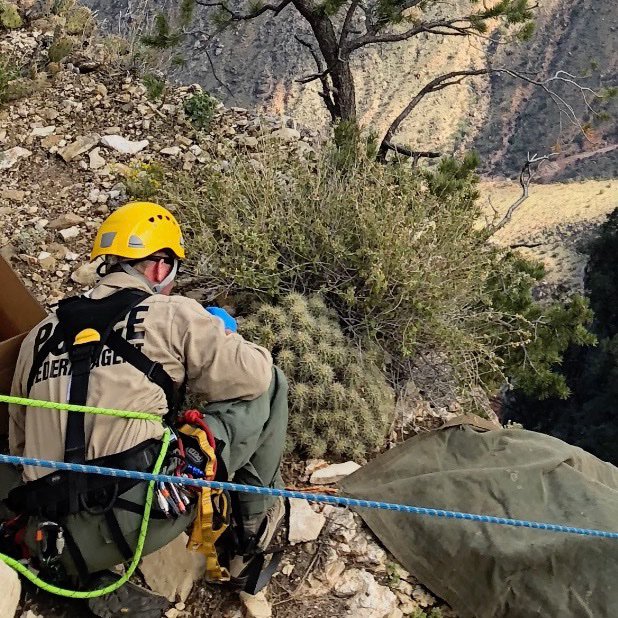 An ISB Special Agent conducts an investigation in Grand Canyon National Park. The agent is wearing a climbing harness and is secured by ropes as he crouches on a canyon ledge. NPS photo.