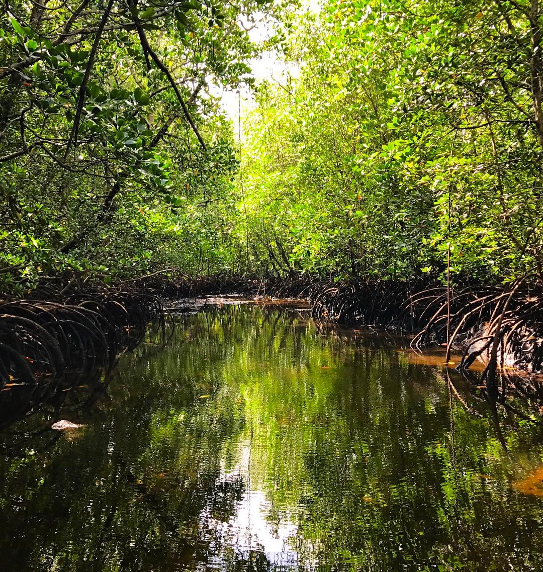 unep_espanol's tweet photo. Los #manglares son una súper solución para el #cambioclimático:  reducen el CO2, protegen las costas contra tormentas e inundaciones y mejoran la seguridad alimentaria.

Pero su cobertura en el 🌎 se ha reducido a la mitad en 40 años. ¡Urge protegerlos!
#AcciónClimática https://t.co/SMS3sDeiD4