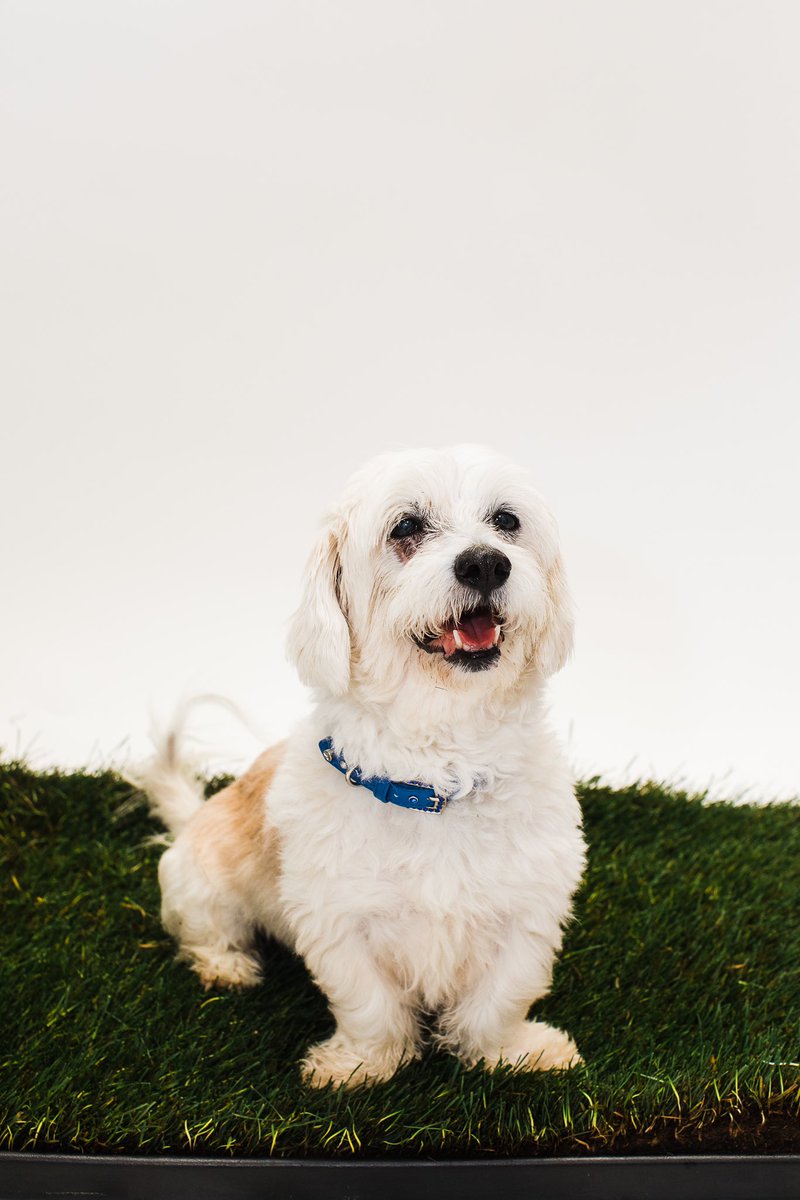 VanderpumpDogs's tweet photo. We love our brand partners, like @FreshPatch! They provide fresh patches of grass every week for our amazing #Vanderpups! Thank you for always supporting the Vanderpump Dog Foundation! 🐾🐶 #VanderpumpDogs #BrandPartners https://t.co/IFNOrYFzIE