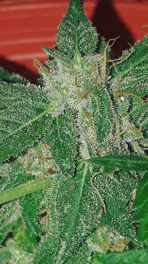 AndreSuaza10's tweet photo. #AutoAK @GeaSeeds 🌱

#Resina #Autoflorecientes #GeaSeeds https://t.co/WGFWSDwn3W