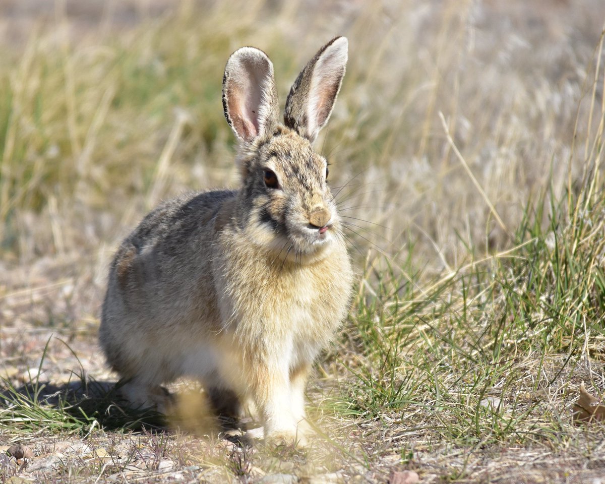 USFWSMtnPrairie's tweet photo. Imagine spending over half your workday just eating food. When exploring open habitat, the mountain cottontail spends over half of its time foraging for food. Sounds like it needs a good nap at the end of the day! More: https://t.co/imPkQG0Yyl Photo:@USFWS #SeedskadeeNWR https://t.co/LqQgw8JVpa