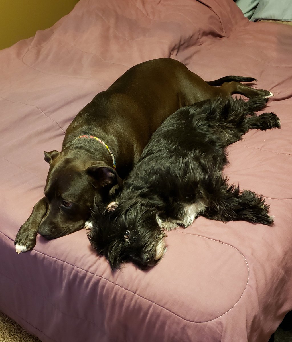 GottaSaveEmAll's tweet photo. #GasHank &amp; #CatDog Zoey cuddle time doesn't happen very often so when it does, pictures MUST be taken. #TheyAreSoCuteItsStupid https://t.co/PUNhhyrw2x