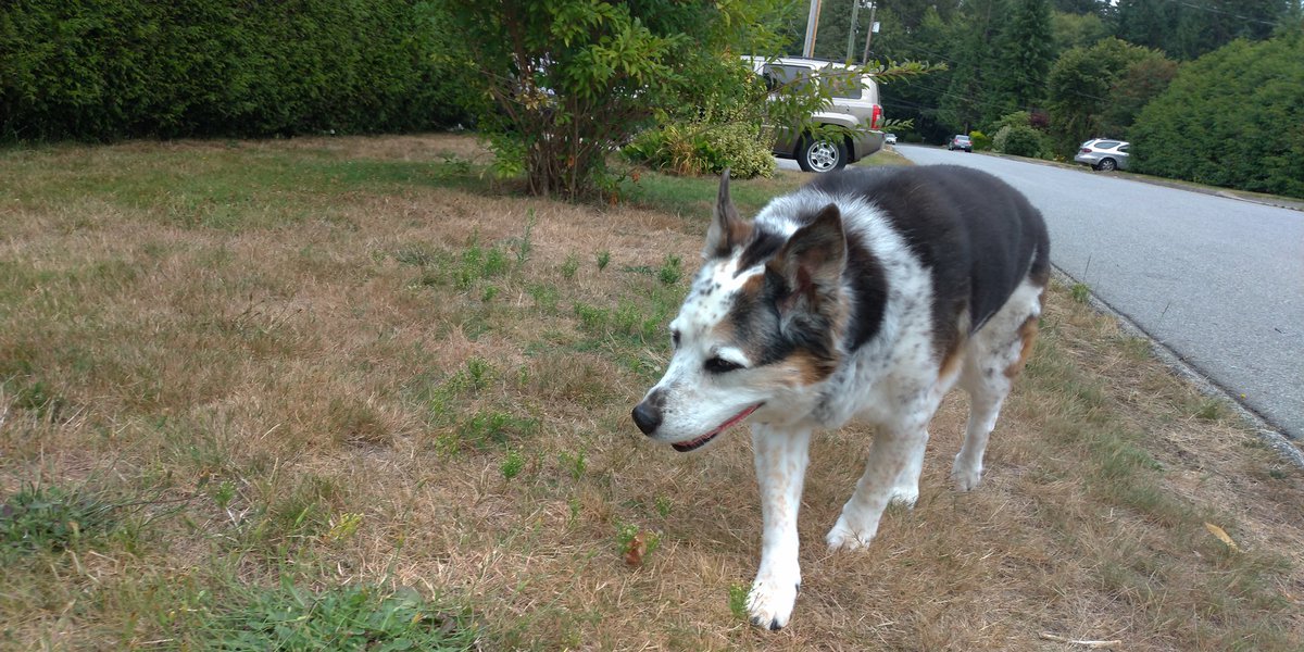 OldHandsome's tweet photo. Sly dog https://t.co/KPyScagTjd