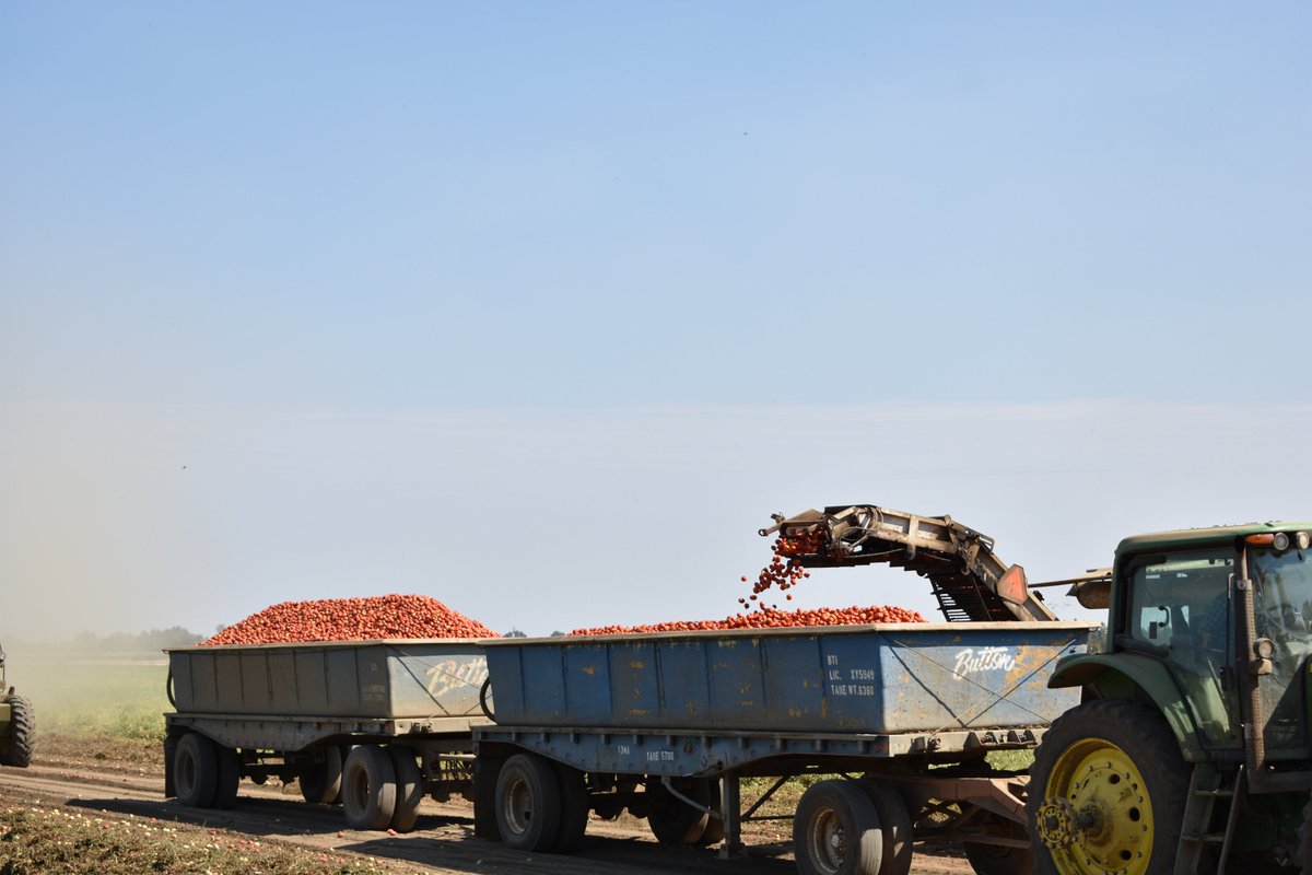 Tomato harvest is in full swing and we are always on the go!

All of these tomatoes have been bred over the last 50 years to allow tomatoes to survive with over 25,000 pounds of tomatoes on top on each other. Keeping them fresh for your table! #Keepitlocalwoodland