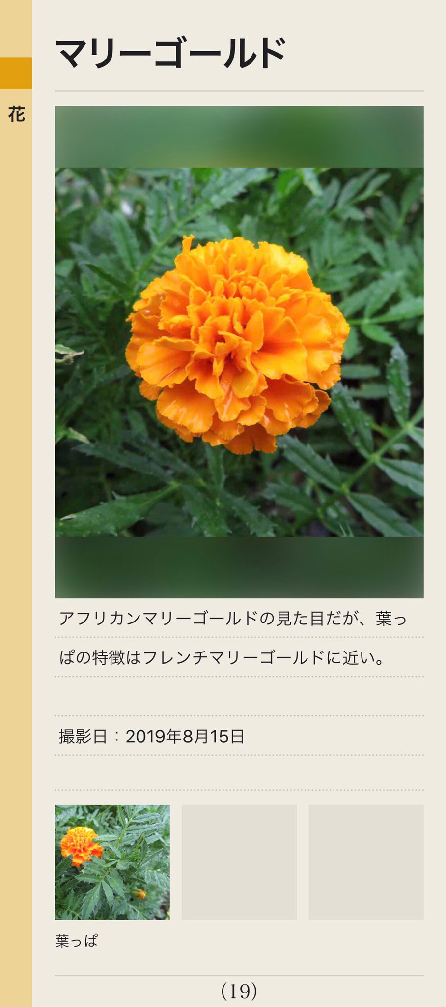 טוויטר My図鑑 図鑑作成アプリの人 בטוויטר 家庭菜園の中で咲いていた マリーゴールド アフリカンとフレンチ に分かれるようで これはアフリカンぽいのですが葉っぱはフレンチっぽい My図鑑 花図鑑 花 フラワー ダリア バラ 花言葉 家庭菜園