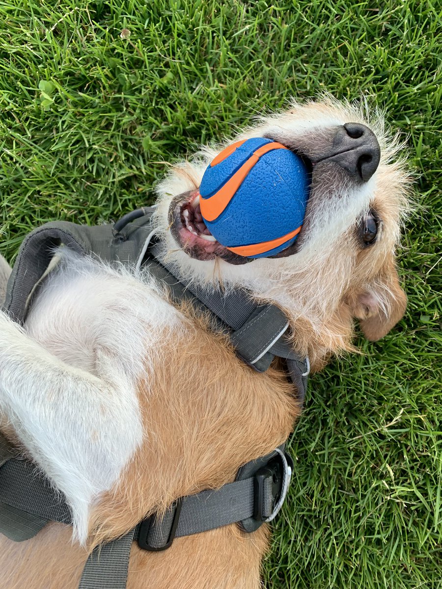 Molly_TheDog tweet media