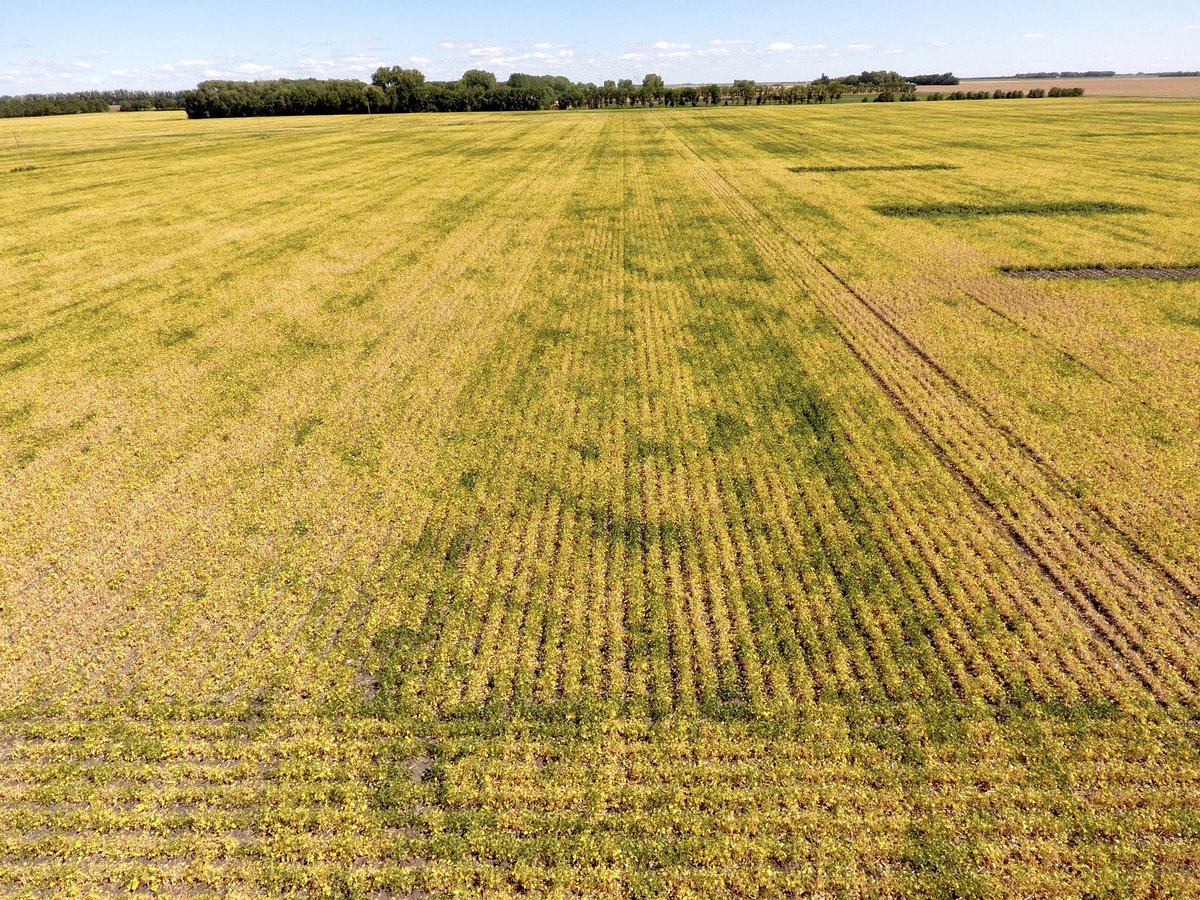 CameronHild's tweet photo. @MbPulseGrowers #OnFarmNetwork #pinto #ediblebean #Nitrogen Trial. High N & no N strips showing up nicely! #Harvest19 shortly. @kpmacmillanUM @DennisBeanLange https://t.co/pyP3qz0K5u