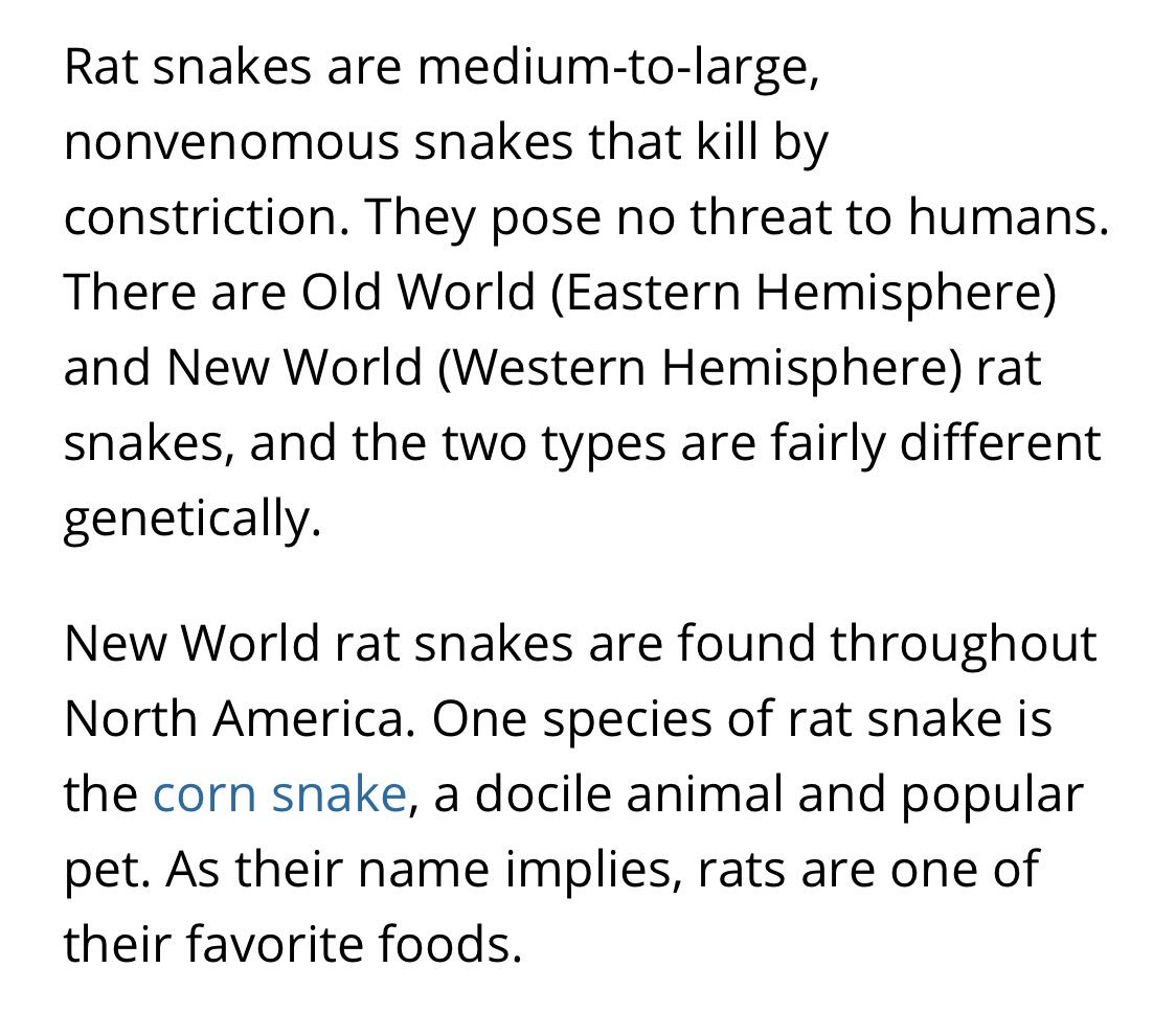 amorettiauthor's tweet photo. By the way, here’s some information on the rat snake. It’s harmless to humans. https://t.co/nDXXS5ezuP