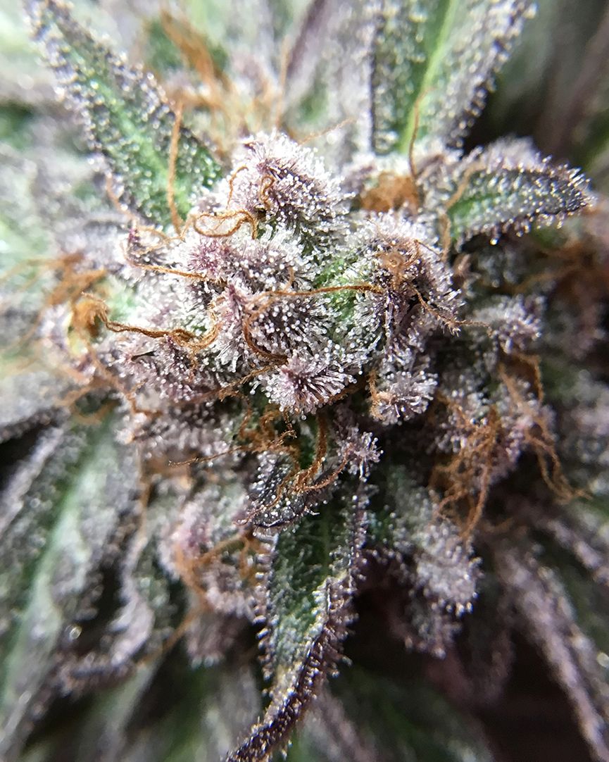 BlackDogLED's tweet photo. Get the best quality out of your plants when you use the best spectrum designed for stimulating maximum photosynthesis. Learn all about our signature Phyto-Genesis Spectrum® in-depth at https://t.co/l05QKk5vHR
________________________________________
#phytogenesis https://t.co/BoLEJeHSik