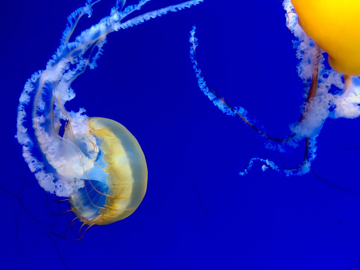 LilacLaced's tweet photo. Blob
18/8/19
#photography #nature #aquarium #jellyfish #sea https://t.co/4zmu0BfTfZ