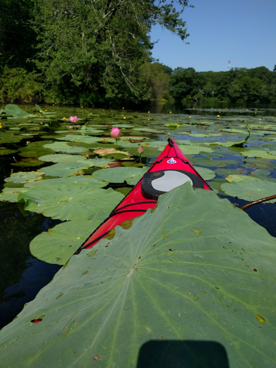 NBRiverkeeper's tweet photo. Sign up today and cut invasive lotus pods at Meshanticut Pond in Cranston this Sunday August 25! Your help is desperately needed to prevent the parch from getting bigger. #volunteer #invasivespecies #fishingaccess https://t.co/yb9R6Ro55A @SaveTheBayRI @RhodeIslandDEM https://t.co/KDp4neIamb