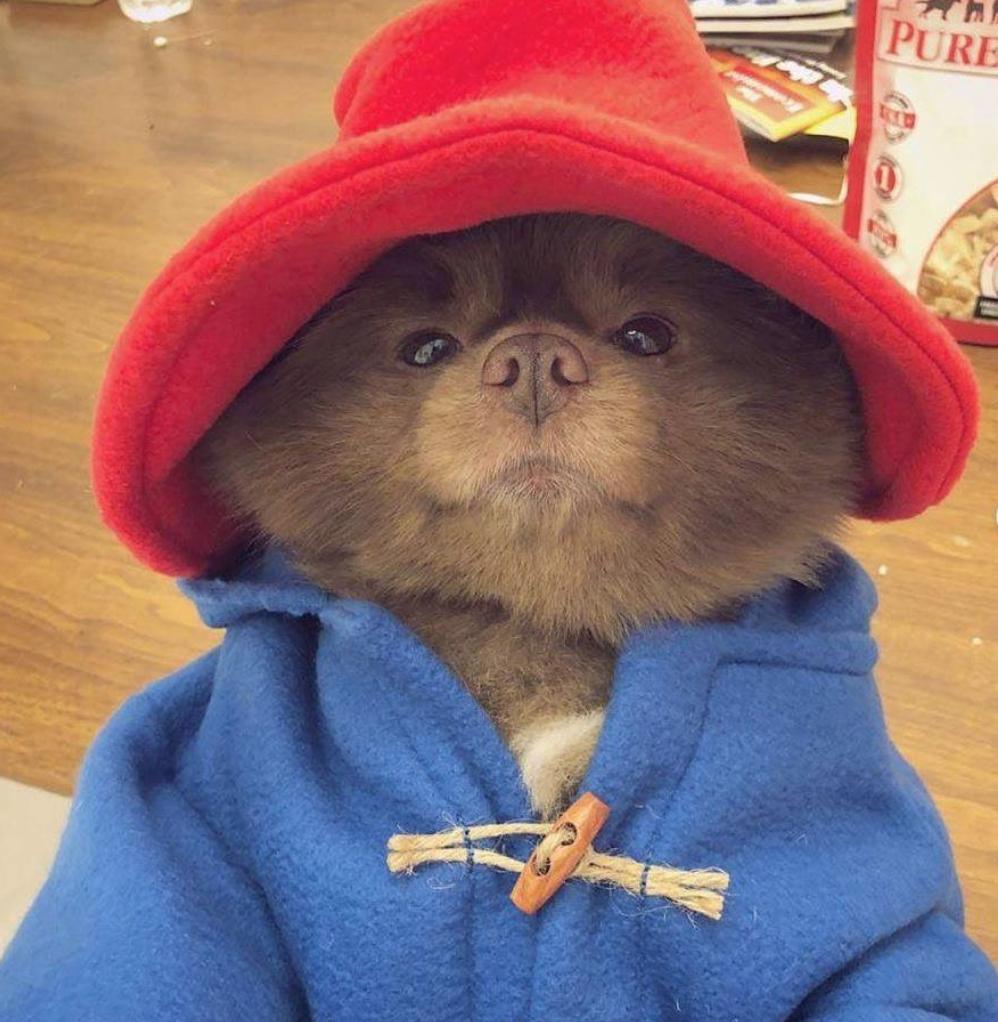 Here is a Pomeranian dog up as Paddington Bear, you're welcome💘 #missguided