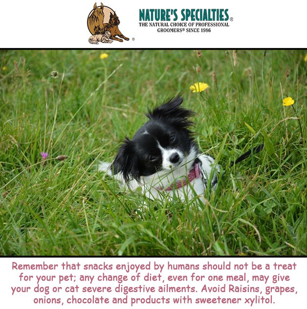 See our Products: naturesspecialtiesmfg.com 
#NaturesSpecialties #PetProducts #PetCare #Pets #PetSupplies #Groomers #PetFacts #FunFacts #PetTips