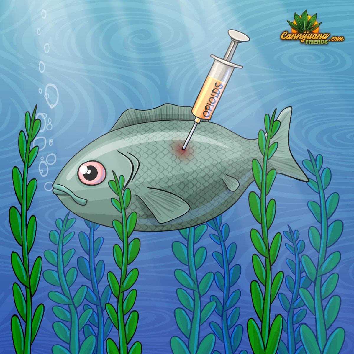 CannijuanaFrnds's tweet photo. Fish with Oxycodone seasoning.

https://t.co/9W6RPUFDtt

#OpioidEpidemic #Opioids #Oxycodone #OpioidCrisis https://t.co/m6HWQawASe