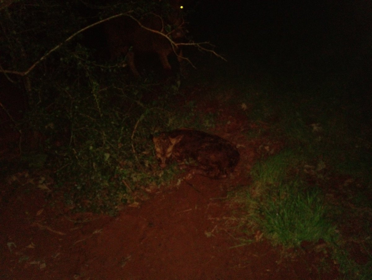 daynesfarm's tweet photo. Evening stroll to check this little one had arrived safely. Air buzzing with beetles and plenty of bats. #southdevons providing low input organic grass fed beef. Supporting dung beetles and feeding the bats #SustainableAgriculture #ecosystems https://t.co/nUGXUn4Y3m