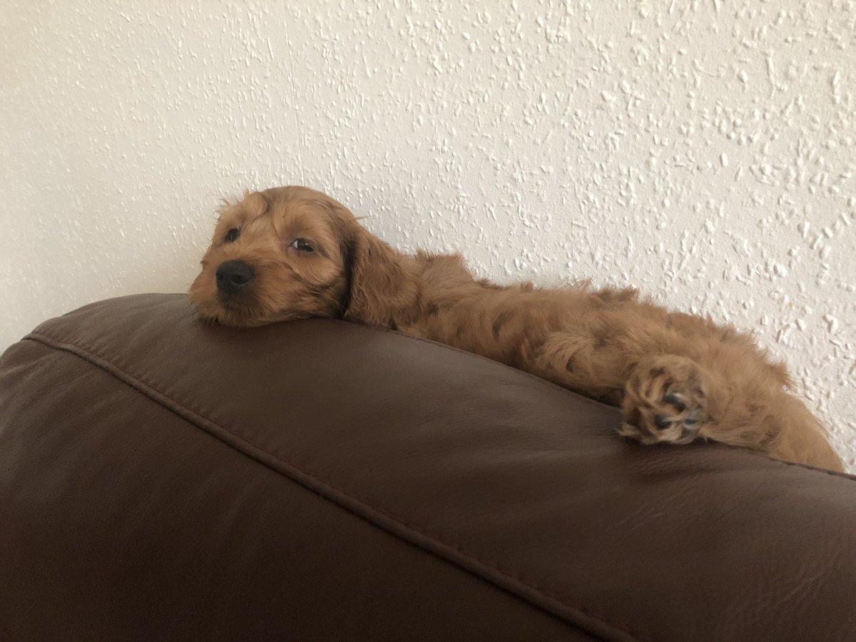 theMHwarrior's tweet photo. @mydogiscutest My 8 week old cockapoo pup Freyja chilling on the back of the sofa https://t.co/jP01xH7V7J