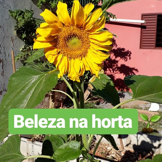 InstitutoIrene's tweet photo. Um girassol pode trazer beleza para os canteiros da horta. Além disso, ele produz as sementes que tem diversas funções benéficas para a saúde. 
Oferecemos cursos na área da Educação Ambiental. 
Entre em contato:
*institutoirene1@gmail.com*
(61)98527.0648 https://t.co/ZHzOynqUvH