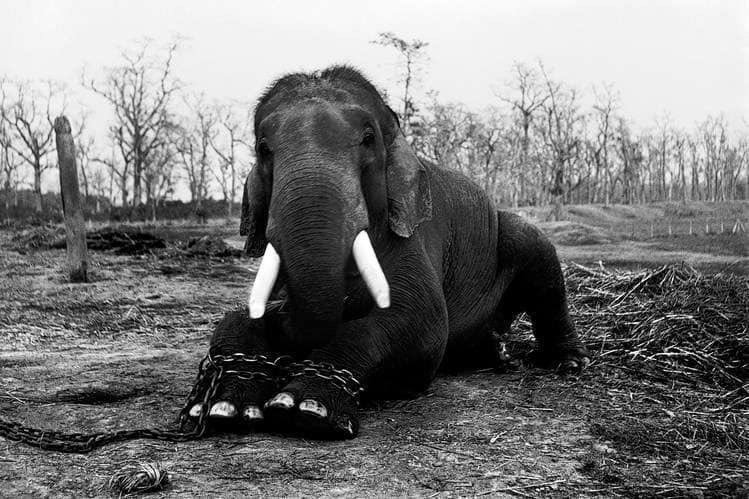 jenpoetess's tweet photo. “There is nothing good or bad, only #thinking makes it so.”
— #Shakespeare #Hamlet
#ChainFree @USFWS #NOTaTrophy #BeKindToElephants #VoteAppendixI #Fearless #Compassion #AbolishIvorySales #BeTheChange @CITES @ElephantNatureP @EleRhinoMarch @IworryTrade @Protect_Wldlife @EPIAfrica https://t.co/N2zMS073P6
