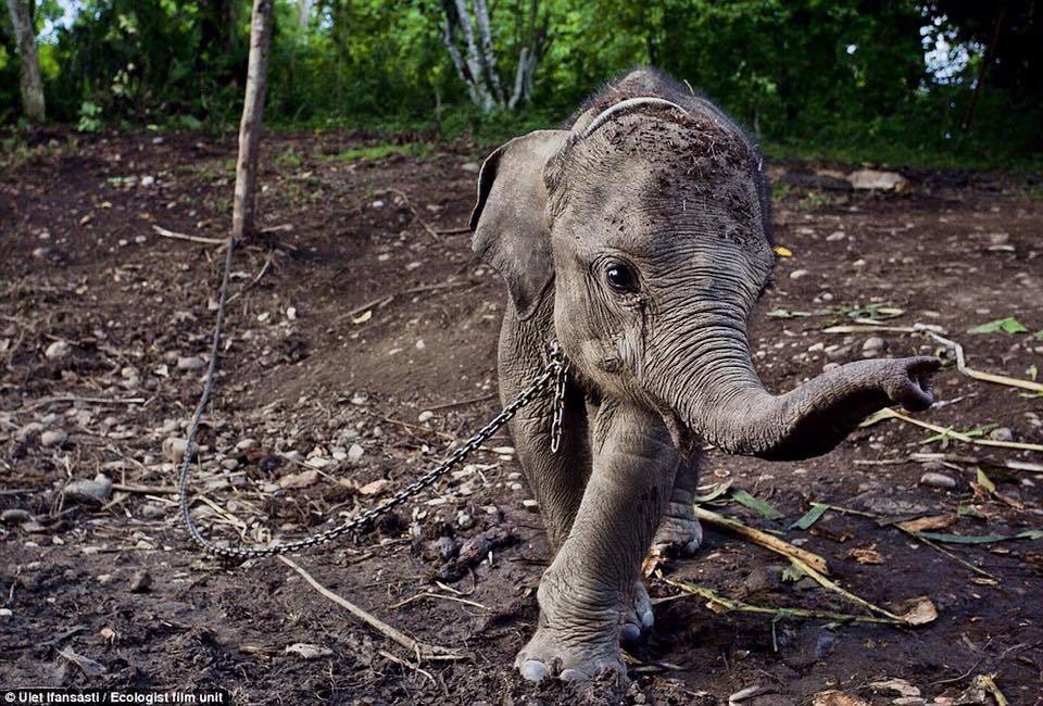 jenpoetess's tweet photo. “There is nothing good or bad, only #thinking makes it so.”
— #Shakespeare #Hamlet
#ChainFree @USFWS #NOTaTrophy #BeKindToElephants #VoteAppendixI #Fearless #Compassion #AbolishIvorySales #BeTheChange @CITES @ElephantNatureP @EleRhinoMarch @IworryTrade @Protect_Wldlife @EPIAfrica https://t.co/N2zMS073P6