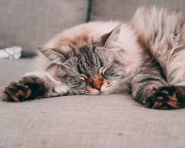 20_paws's tweet photo. Yep, this is the life! I'm getting waited on paw and foot by grandma while the humans are away. I get constant head rubs, plenty of treats, and I even get told I'm her favorite beautiful boy 😻⁣⁠
⁣⁠
We even have a great afternoon arrangement going… https://t.co/uWX7fMSI0V https://t.co/DPdfSNYqpC