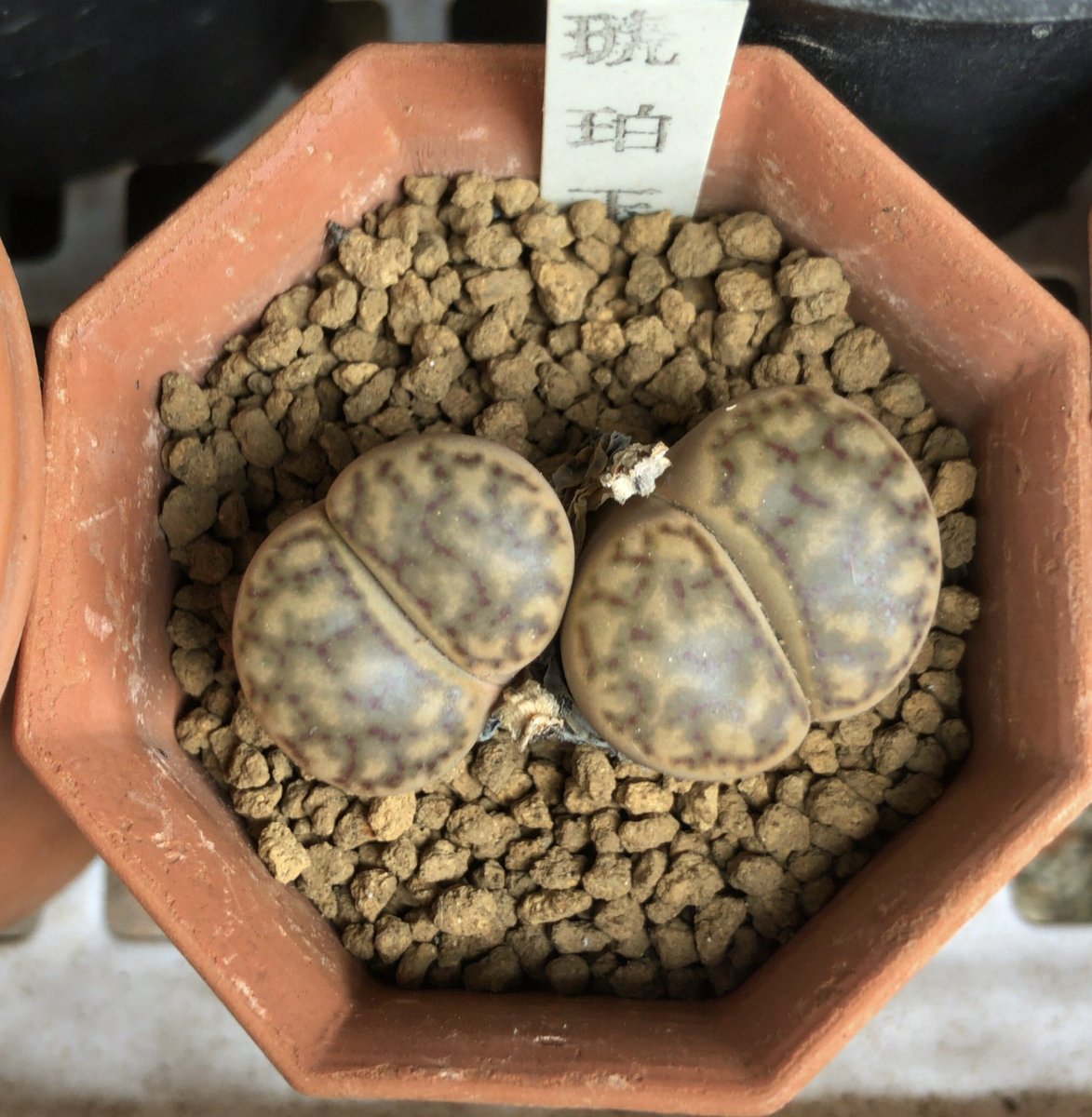 kabutoganijon1's tweet photo. Lithops karasmontana ssp. bella , C285
リトープス 琥珀玉

この微妙な柄が好きだ。🤗

I like this delicate pattern.

#多肉植物 #リトープス #Succulent #Lithops #karasmontana #C285
#琥珀玉 https://t.co/tUyJ0TNScb