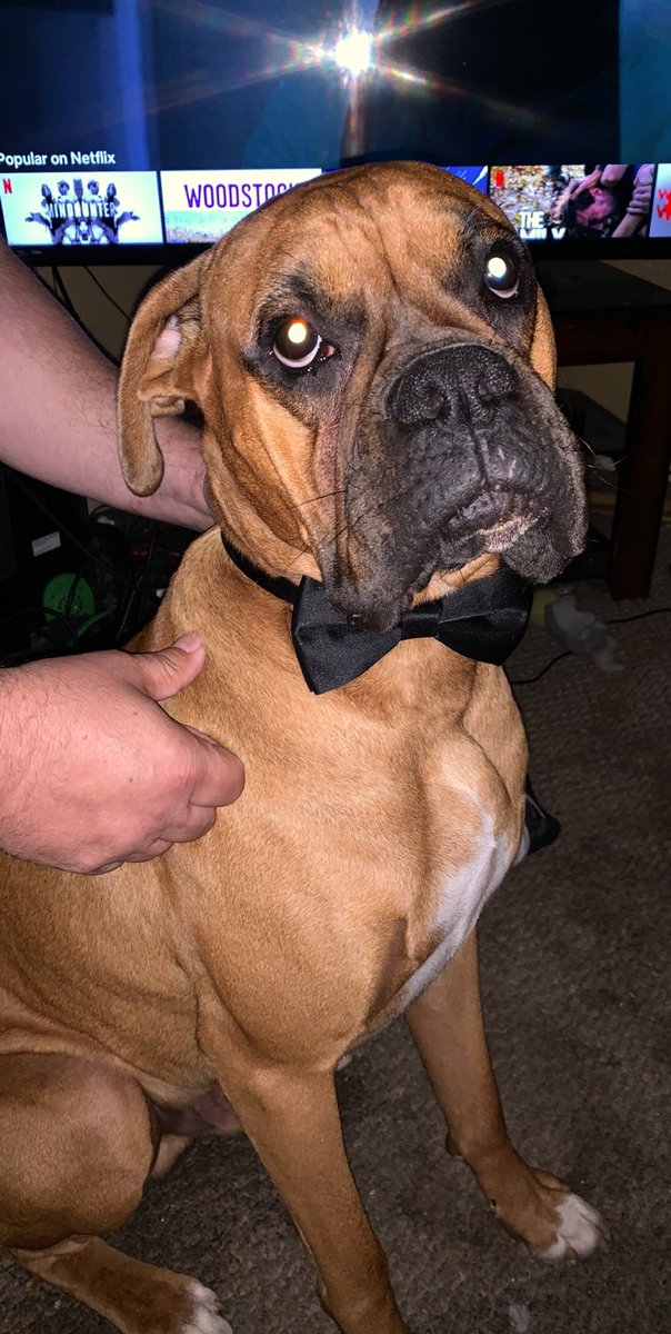 jmpoole65's tweet photo. @thepigeoncoup33 Rollo is going to a formal event @inntothenight #DogsofTwitter. #Boxedogs @BoxerBond @scoutBoxer #BoxersofTwitter #BromoCrew https://t.co/PZyCL5ztq4