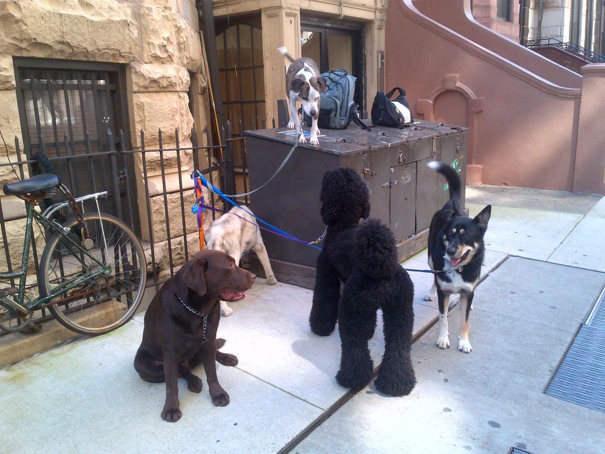 DogsCruz's tweet photo. My old crew in #NYC: Leo, Rocky, Napoleon, Brad and Dozer circa 2011. Walked these guys all over Central Park five days a week. Great gig and miss them all. Guys, love from #SantaCruz! #DogsCruz #DogPack #DogWalker https://t.co/C6bzMtja4G