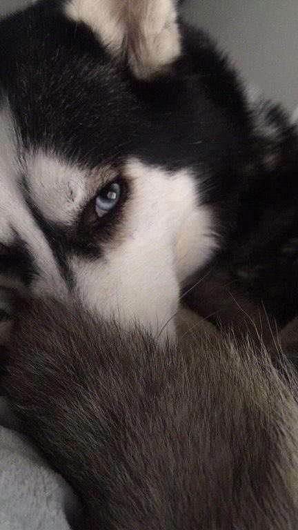Huskyyjay's tweet photo. 🐶 https://t.co/YXXi3bqytn