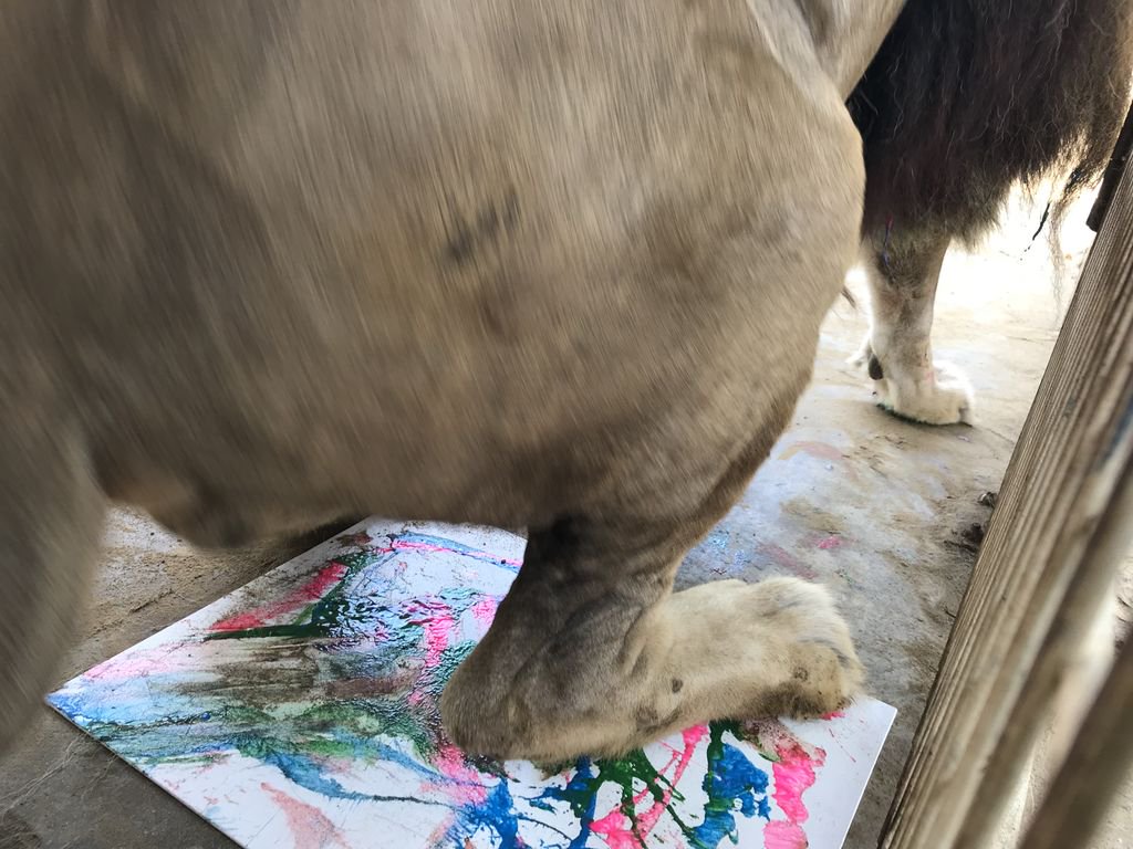 Not all of our big cat paintings go as easily planned.  After a little creative sesh, Leo decided he was just going to have a seat.  (The painting was recovered when he tired of us laughing at his choice of places to sit, and will be up for auction soon!)