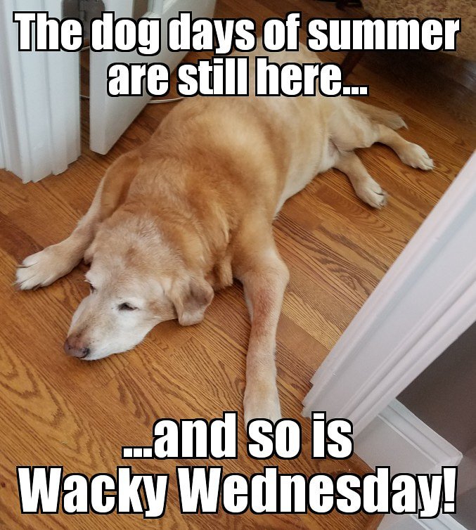 CrescentOlive's tweet photo. Wacky Wednesday is here! 
8/21/19!
$2 off your bottle refills PLUS enjoy a FREE 60ml balsamic vinegar of your choice for every $35 purchase!
#thecrescentolive #upextravirginoliveoil #shoplivedinedevine #wackywednesday #dogdaysofsummer #backtoschoololiveoil https://t.co/GwbZPLlrGi