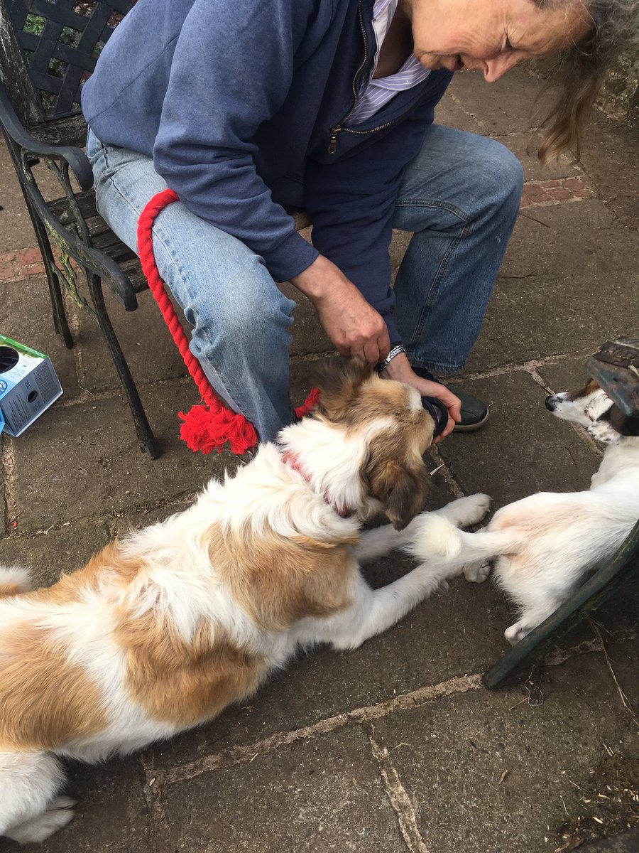 ntanimalbehav's tweet photo. Lovely behavioural consult with Doug this afternoon helping the family to understand his insecurities and build his confidence around people + muzzle training #dogbehaviour #naturestherapies #romanianrescue #fearaggression #buildingconfidence #tiverton #dawlish #northdevon https://t.co/A4Yy6c7cjp