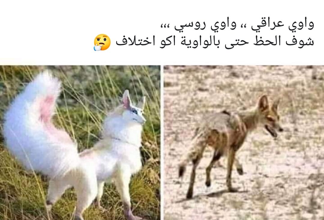 manuonat's tweet photo. واوي عراقي 🤔
وواوي روسي 😏
شوف الحظ حتى بالواوية اكو اختلاف 🤔😒🙈 https://t.co/49fq0xHvFO