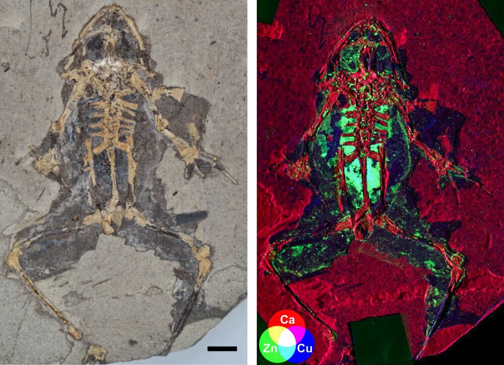 MDCPrecision's tweet photo. Scientists discover new way to reconstruct what extinct animals looked like https://t.co/fSraExK2K7 #UCC #SLAC #SSRL #XrayFluorescence #Fossil #Synchrotron #NaturalHistory #Chemistry #VacuumChamber #MDCvacuum #Ireland #Xraymap #VacuumScience #UltraHighVacuum #ParticleAccelerator https://t.co/uHki8l1qRS