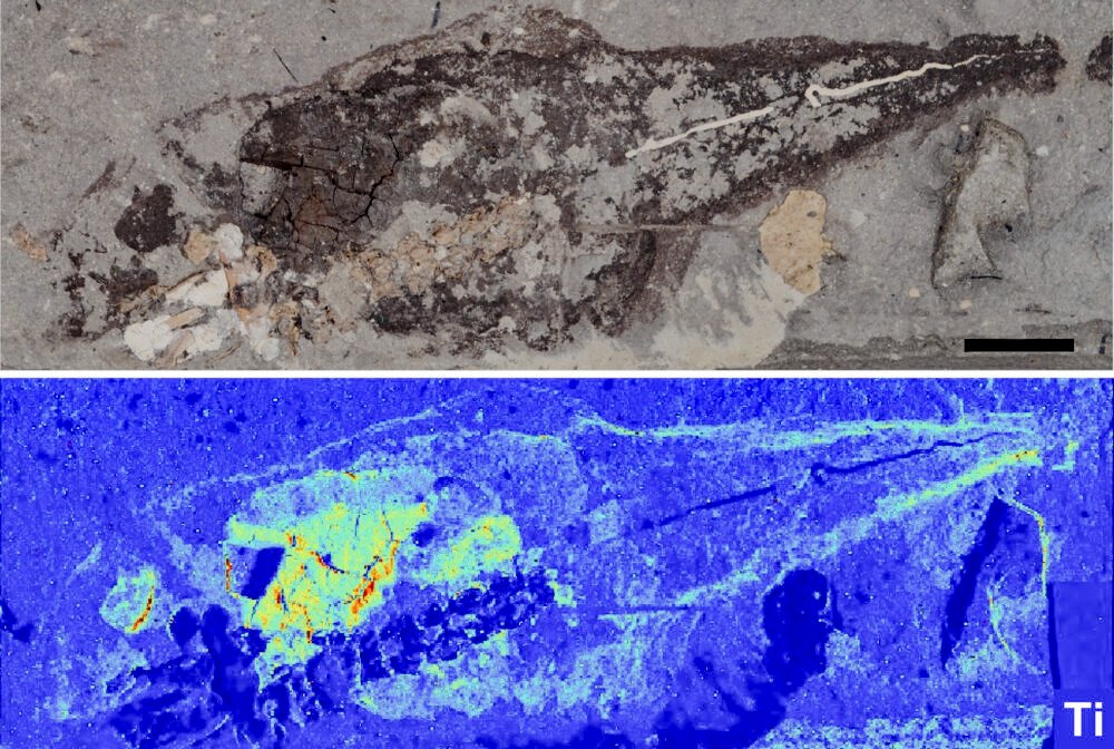 MDCPrecision's tweet photo. Scientists discover new way to reconstruct what extinct animals looked like https://t.co/fSraExK2K7 #UCC #SLAC #SSRL #XrayFluorescence #Fossil #Synchrotron #NaturalHistory #Chemistry #VacuumChamber #MDCvacuum #Ireland #Xraymap #VacuumScience #UltraHighVacuum #ParticleAccelerator https://t.co/uHki8l1qRS