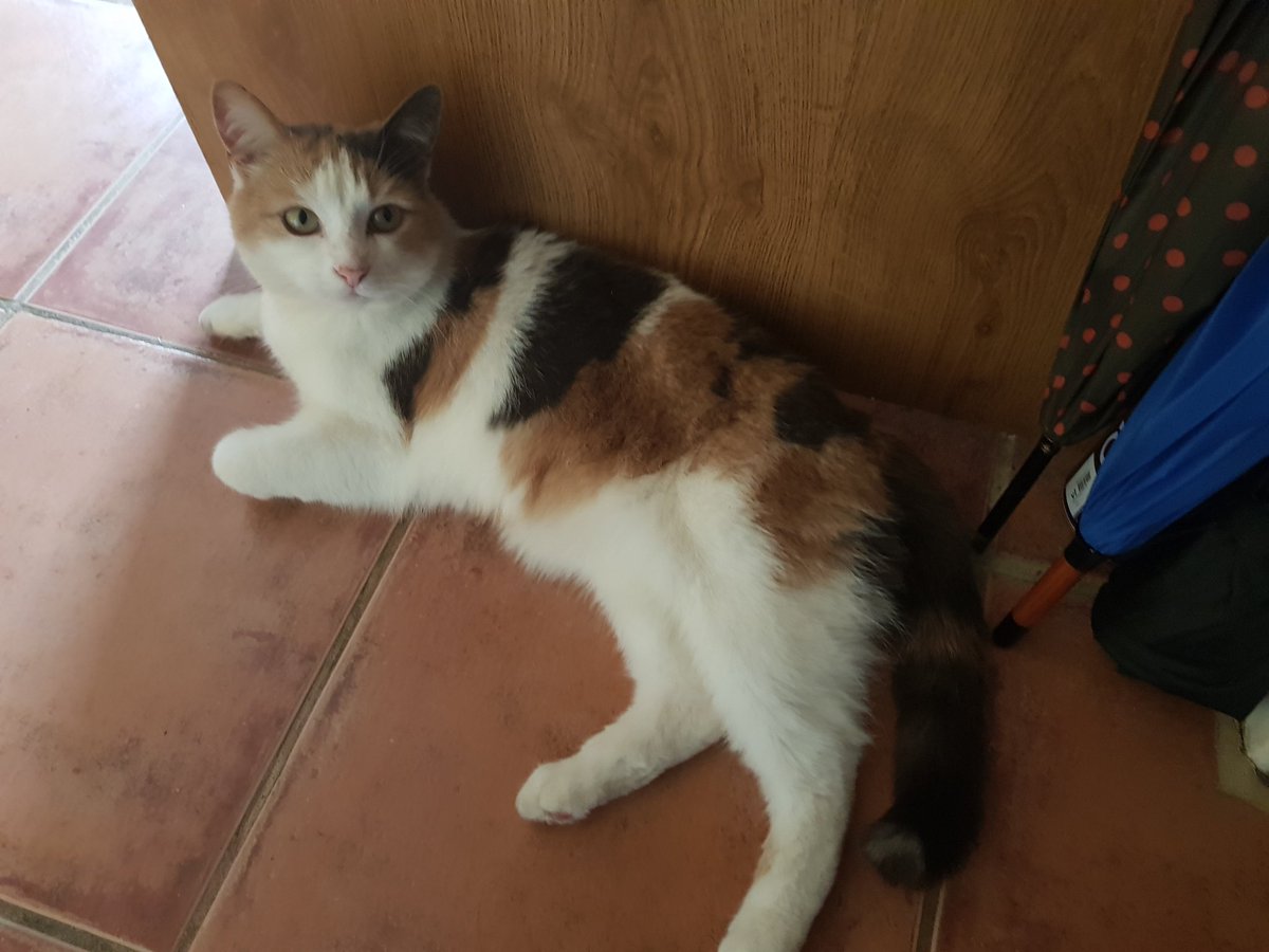 Firefly28922777's tweet photo. @kedi_sofa Ripley: Hello calico friend https://t.co/rkTxX52iJ8