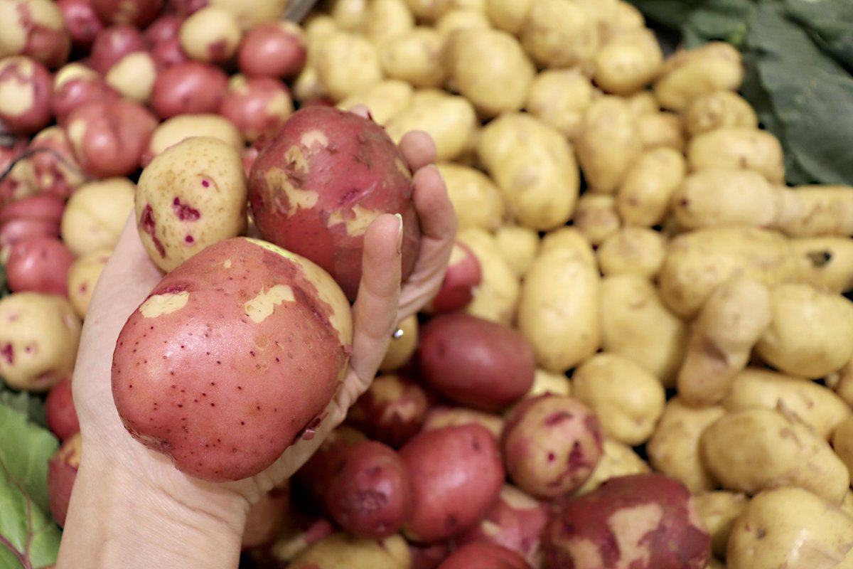 RedRiverCoopLtd's tweet photo. Quick question - what would you make with these delicious #MBgrown potatoes?
https://t.co/ckpwz1ylUM
#FarmFresh #ManitobaGrown https://t.co/DLg2oQLtXQ
