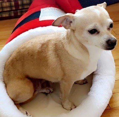 Lost Dogs Illinois On Twitter Lost Bolingbrook Il Osage