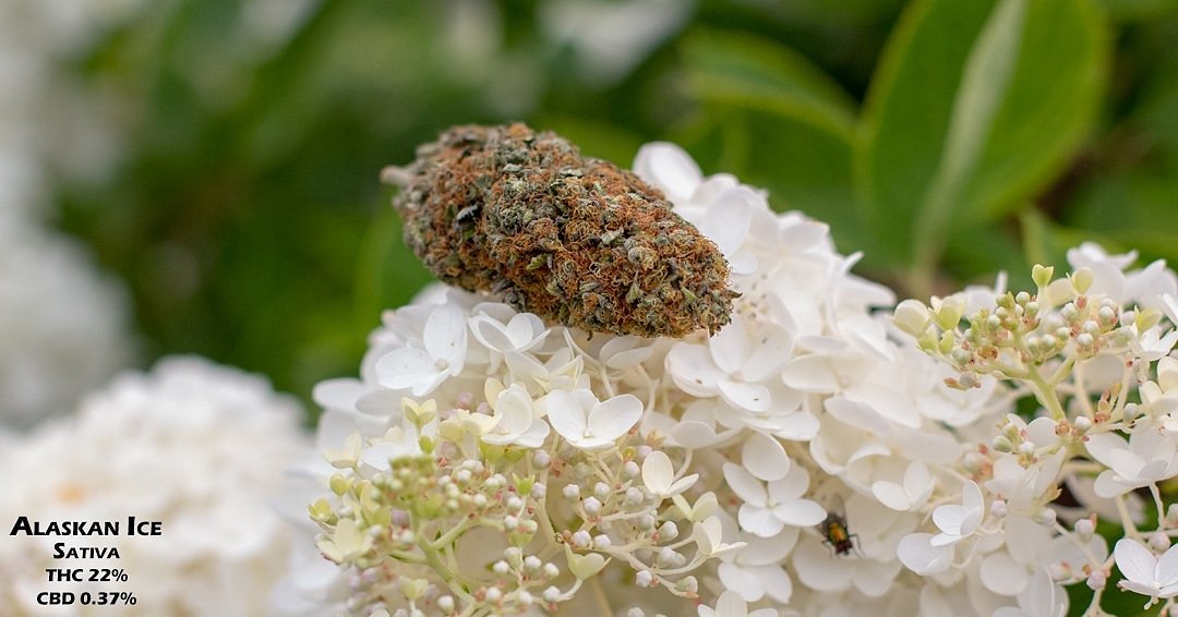 MJBlogCanada's tweet photo. 🔹 The Beauty Of Cannabis 🔹
#stonerfam #MJBlog #highlife #TuesdayMotivation #beauty #hemp #IamCannabis #terps #TuesdayThoughts #cannabis #cannabiscommunity #weed #marijuana #cannabisculture
#hightimes #smokeweedeveryday #instaweed #cannabiscanada #TheBigDay #Canada #Flowers https://t.co/9hewBqOTvz