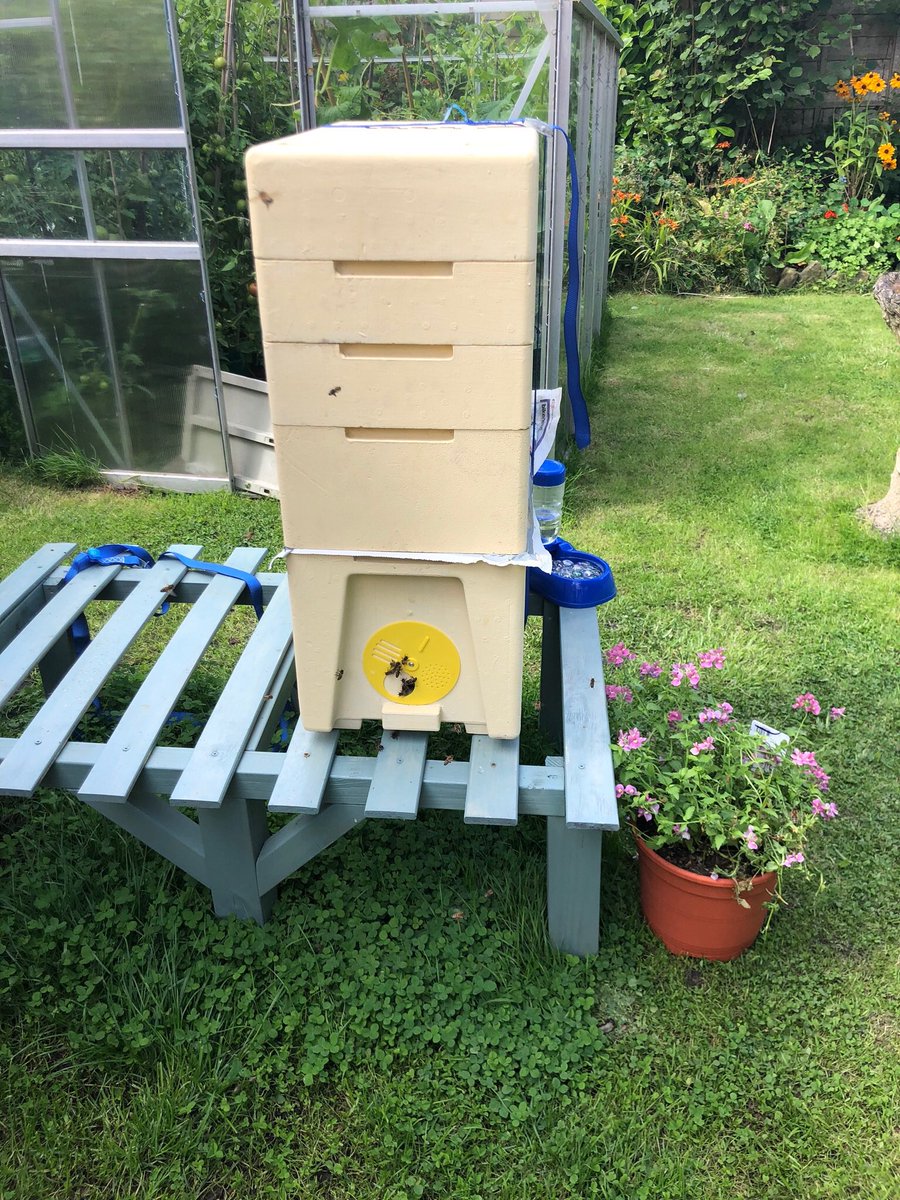 di6442's tweet photo. Joined a queen less Nuc with a strong Nuc #happybees #learningloads #lovebees https://t.co/1xikPJMjkd