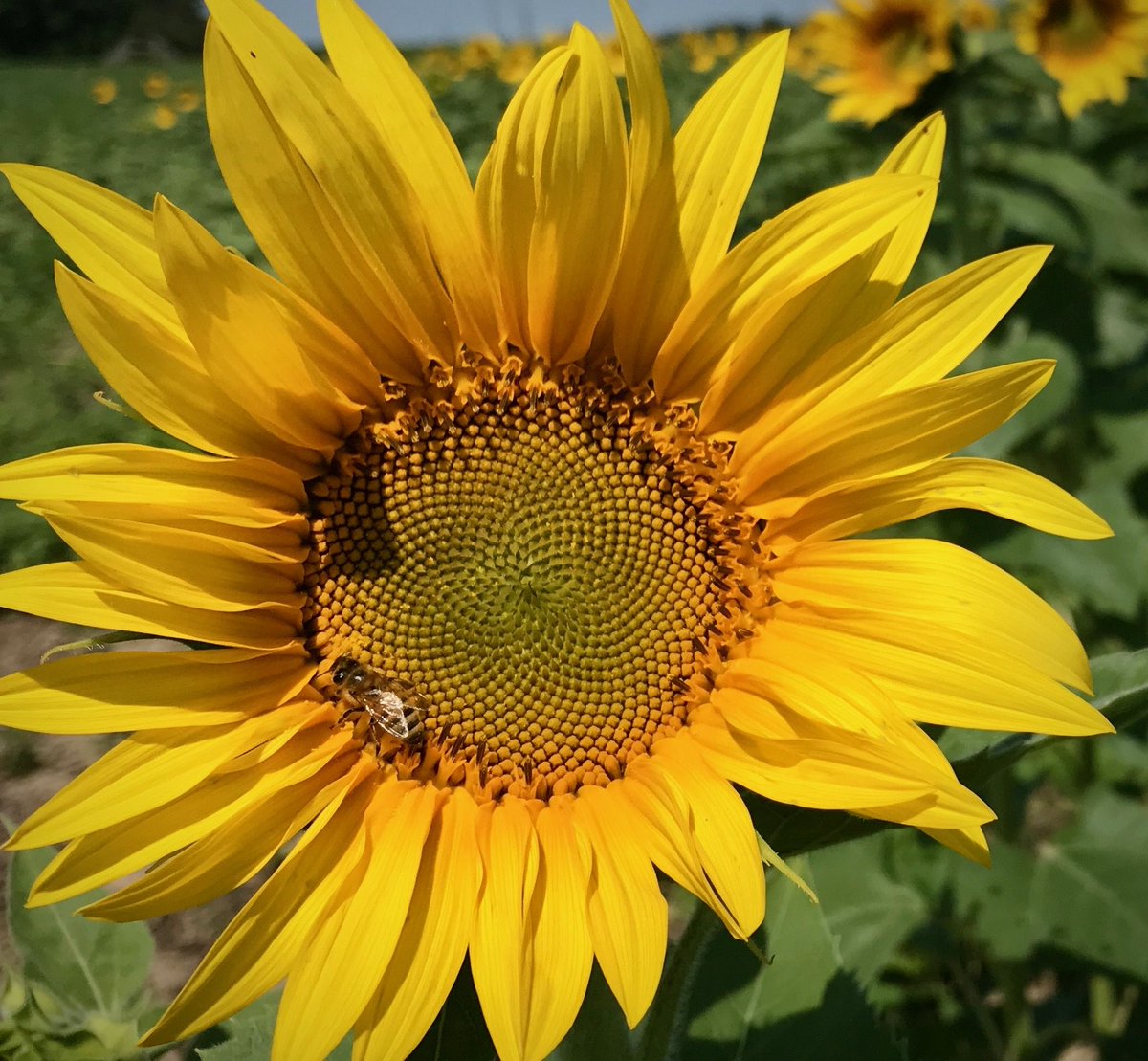 Stuckey Farm Market tweet media